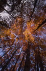 Click for Autumn Gallery
