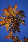 Click for Autumn Gallery