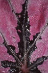 Begonia Rex no.2