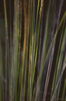 Vertical Grass Threads 
